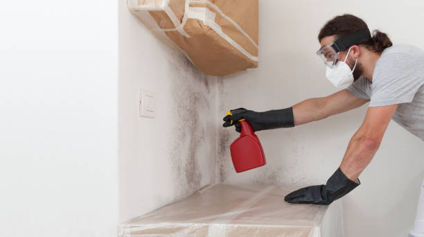 Basement Mold Remediation treatment on basement walls in Shelbyville